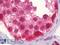 Cullin 2 antibody, LS-B7019, Lifespan Biosciences, Immunohistochemistry paraffin image 