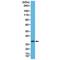 Syntaxin 1A antibody, M01961-1, Boster Biological Technology, Western Blot image 