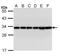 Tyrosine 3-Monooxygenase/Tryptophan 5-Monooxygenase Activation Protein Beta antibody, PA5-22264, Invitrogen Antibodies, Western Blot image 