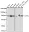 Cleavage Stimulation Factor Subunit 2 antibody, 23-412, ProSci, Western Blot image 