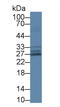 Superoxide Dismutase 3 antibody, LS-C305769, Lifespan Biosciences, Western Blot image 