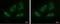 Protein Only RNase P Catalytic Subunit antibody, NBP2-17295, Novus Biologicals, Immunofluorescence image 