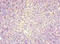 Centromere Protein X antibody, A63516-100, Epigentek, Immunohistochemistry paraffin image 