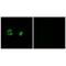 Mitochondrial Ribosomal Protein S22 antibody, PA5-50056, Invitrogen Antibodies, Immunofluorescence image 