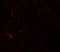 Small ubiquitin-related modifier 3 antibody, 5757, ProSci, Immunofluorescence image 