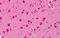 Syntaphilin antibody, MBS242964, MyBioSource, Immunohistochemistry frozen image 