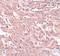 Breast Carcinoma Amplified Sequence 4 antibody, NBP1-77126, Novus Biologicals, Immunohistochemistry paraffin image 
