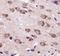 Ubiquitin Specific Peptidase 9 X-Linked antibody, NBP1-48321, Novus Biologicals, Immunohistochemistry paraffin image 