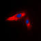 Actinin Alpha 3 (Gene/Pseudogene) antibody, LS-C351785, Lifespan Biosciences, Immunofluorescence image 