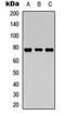 Mitogen-Activated Protein Kinase Kinase Kinase 7 antibody, orb315801, Biorbyt, Western Blot image 