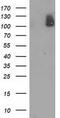 cGMP-dependent 3 ,5 -cyclic phosphodiesterase antibody, M03472-1, Boster Biological Technology, Western Blot image 