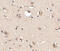 SLIT And NTRK Like Family Member 3 antibody, 4463, ProSci, Immunohistochemistry frozen image 