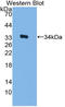 MYB Proto-Oncogene, Transcription Factor antibody, LS-C314688, Lifespan Biosciences, Western Blot image 