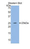 Glutathione Synthetase antibody, LS-C294276, Lifespan Biosciences, Western Blot image 