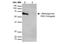 Glyoxalase I antibody, NBP2-59369, Novus Biologicals, Western Blot image 