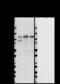 Nicastrin antibody, 852301, BioLegend, Western Blot image 