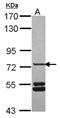 SNX33 antibody, NBP2-20447, Novus Biologicals, Western Blot image 