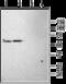 Potassium Two Pore Domain Channel Subfamily K Member 3 antibody, GTX54778, GeneTex, Western Blot image 