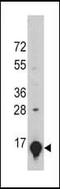 Galectin 1 antibody, orb95462, Biorbyt, Western Blot image 