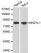 Mitotic Arrest Deficient 1 Like 1 antibody, LS-C192406, Lifespan Biosciences, Western Blot image 