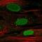 Short stature homeobox protein antibody, NBP2-55181, Novus Biologicals, Immunofluorescence image 