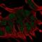 Wnt Family Member 2B antibody, NBP2-68677, Novus Biologicals, Immunofluorescence image 