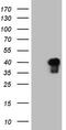 Activating Transcription Factor 1 antibody, LS-C794082, Lifespan Biosciences, Western Blot image 
