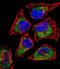 SIX Homeobox 5 antibody, PA5-35125, Invitrogen Antibodies, Immunofluorescence image 