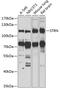 Striatin antibody, 23-142, ProSci, Western Blot image 