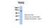 Testis Expressed 2 antibody, 30-521, ProSci, Western Blot image 