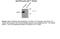 Parkin RBR E3 Ubiquitin Protein Ligase antibody, 50-247, ProSci, Western Blot image 