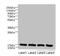 Plasminogen Receptor With A C-Terminal Lysine antibody, CSB-PA875713LA01HU, Cusabio, Western Blot image 