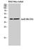 JunD Proto-Oncogene, AP-1 Transcription Factor Subunit antibody, STJ93812, St John