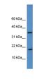 Transcription Elongation Factor A Like 9 antibody, orb324788, Biorbyt, Western Blot image 