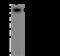 Engulfment And Cell Motility 2 antibody, 204023-T32, Sino Biological, Western Blot image 