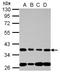 Nucleoporin 35 antibody, LS-C155639, Lifespan Biosciences, Western Blot image 