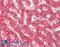 Homeobox D12 antibody, LS-B13575, Lifespan Biosciences, Immunohistochemistry paraffin image 