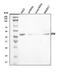 Branched Chain Keto Acid Dehydrogenase Kinase antibody, A07798-2, Boster Biological Technology, Western Blot image 