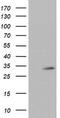 Tryptase Gamma 1 antibody, CF504128, Origene, Western Blot image 