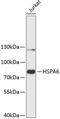 Heat Shock Protein Family A (Hsp70) Member 6 antibody, 19-213, ProSci, Western Blot image 