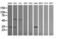 Pyridoxal Phosphate Binding Protein antibody, LS-C174192, Lifespan Biosciences, Western Blot image 