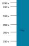 Guanidinoacetate N-Methyltransferase antibody, LS-C318468, Lifespan Biosciences, Western Blot image 