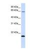 TAFA Chemokine Like Family Member 3 antibody, NBP1-59502, Novus Biologicals, Western Blot image 