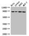 Calnexin antibody, CSB-PA00899A0Rb, Cusabio, Western Blot image 