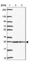 Translin antibody, PA5-63747, Invitrogen Antibodies, Western Blot image 