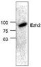 Enhancer Of Zeste 2 Polycomb Repressive Complex 2 Subunit antibody, TA318887, Origene, Western Blot image 