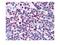 CAMP Responsive Element Binding Protein 1 antibody, P00577, Boster Biological Technology, Immunohistochemistry frozen image 