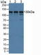 Huntingtin Interacting Protein 1 Related antibody, LS-C374521, Lifespan Biosciences, Western Blot image 