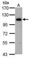Oxysterol Binding Protein Like 6 antibody, GTX107723, GeneTex, Western Blot image 