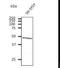 Ataxin 3 antibody, LS-C348291, Lifespan Biosciences, Western Blot image 